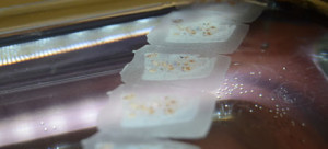 FFPE biospecimens being sectioned for use with microscope slides
